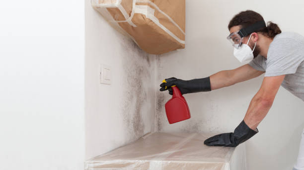 Basement Mold Remediation treatment on basement walls in Stantonsburg